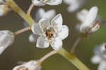 Buckwheat tree <BR>Black titi